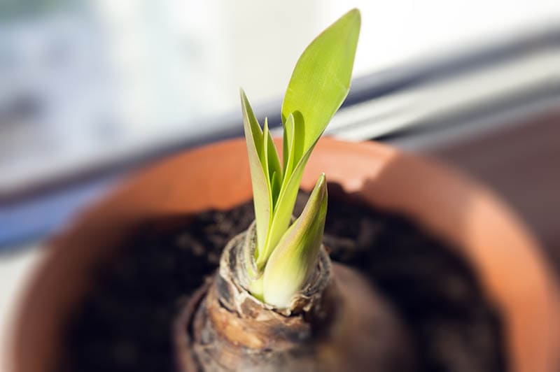 New leaves and flower bud sprouting from amaryllis bulb