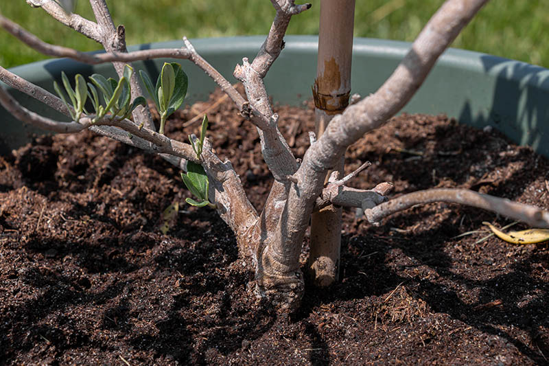 Olive Branch in the Pot Close Up with Green New Leaves and Brown Soil