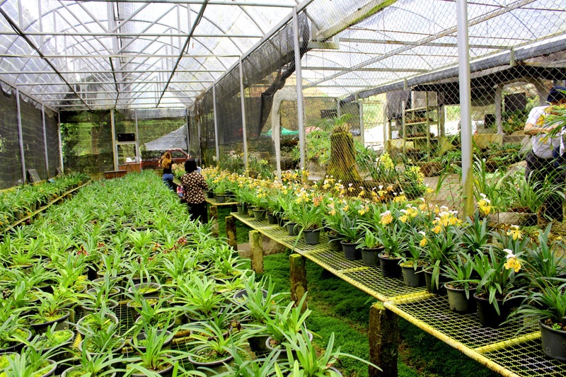 Ornamental plants thriving inside greenhouse