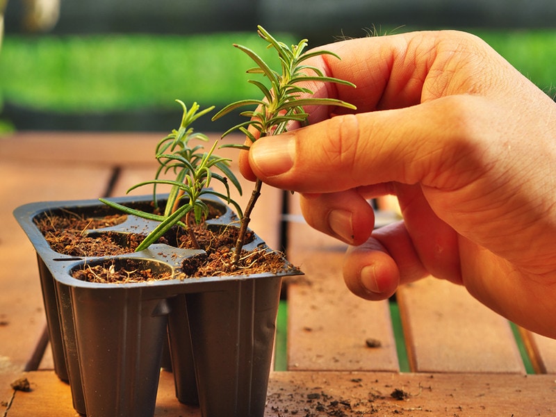 Potting Rosemary