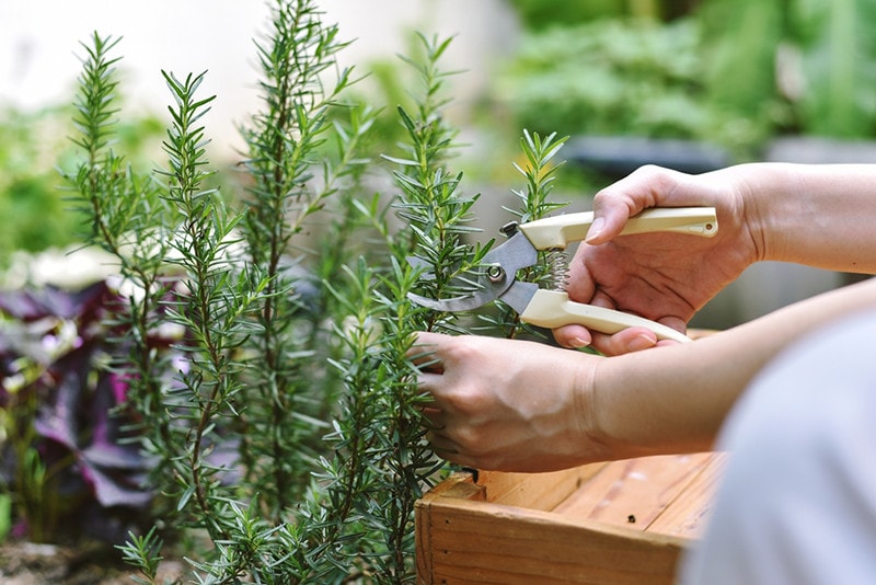 Pruning Rosemary