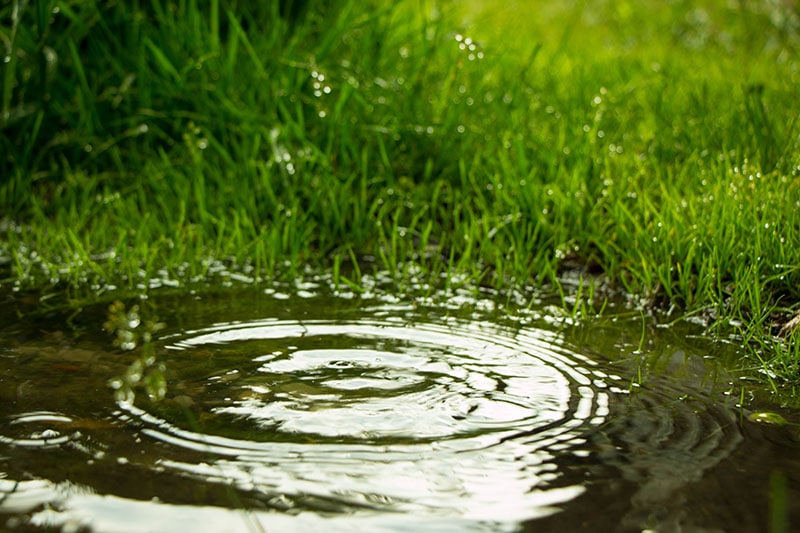 puddle in the garden