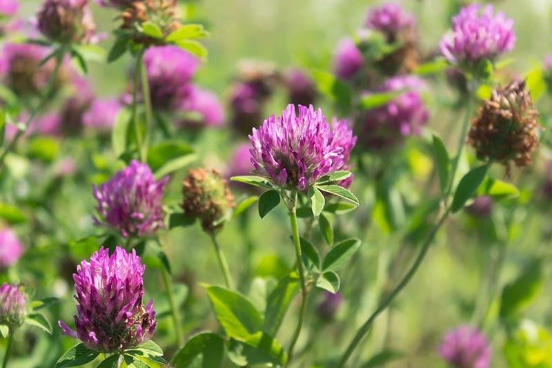 Red clover flowers field