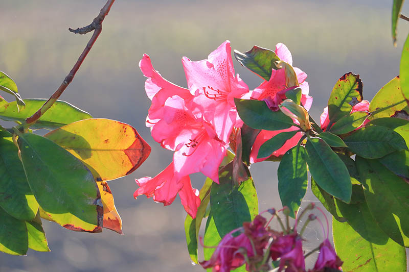 Rhododendron flower that is fading and wilting during its final days