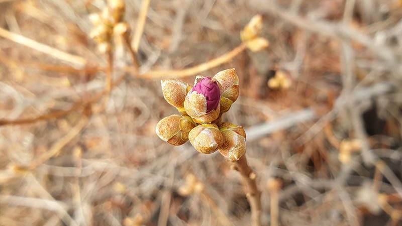 Rhododendron mucronulatum' flower against a bright nature background