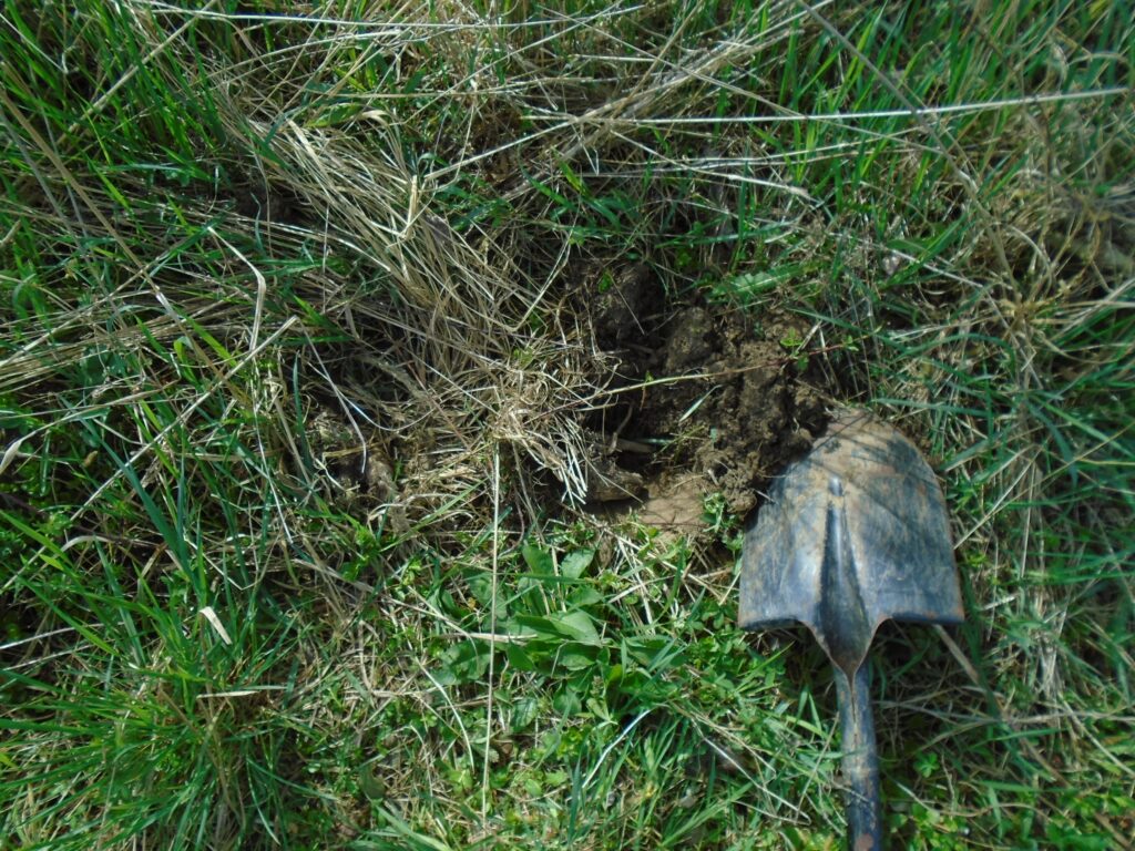 Shovel digging a hole in lawn