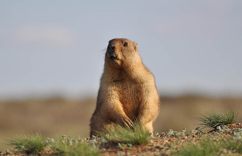 Small funny groundhog