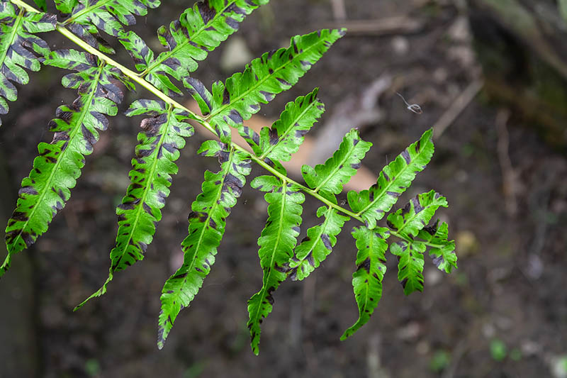 The leaf of Paco fern (Diplazium esculentum) has the disease