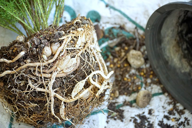 The roots and bulbs of plant foxtail fern