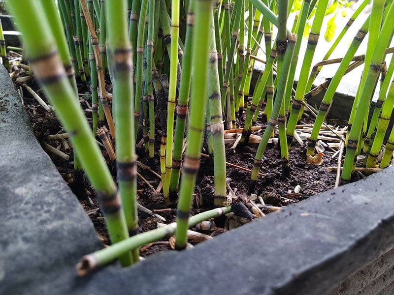 Water bamboo plant placed in a pot