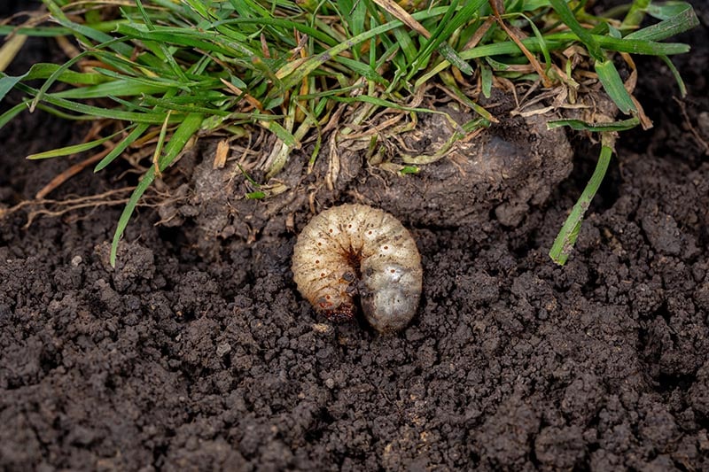 White lawn grub in soil