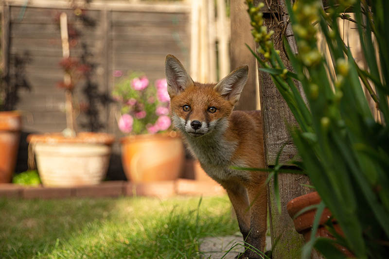 Wild Fox in garden looking at the camera