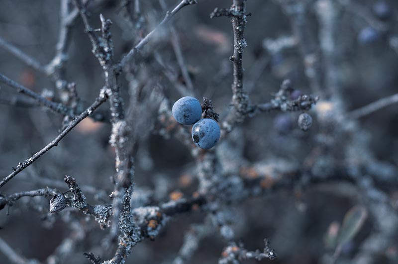 Wild thorny bush blackthorn