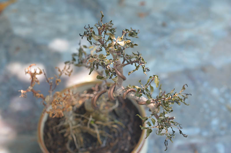 Wilted bonsai plant in pot