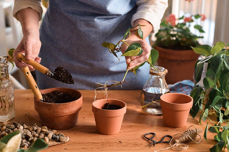 Woman planting pothos plant cutting