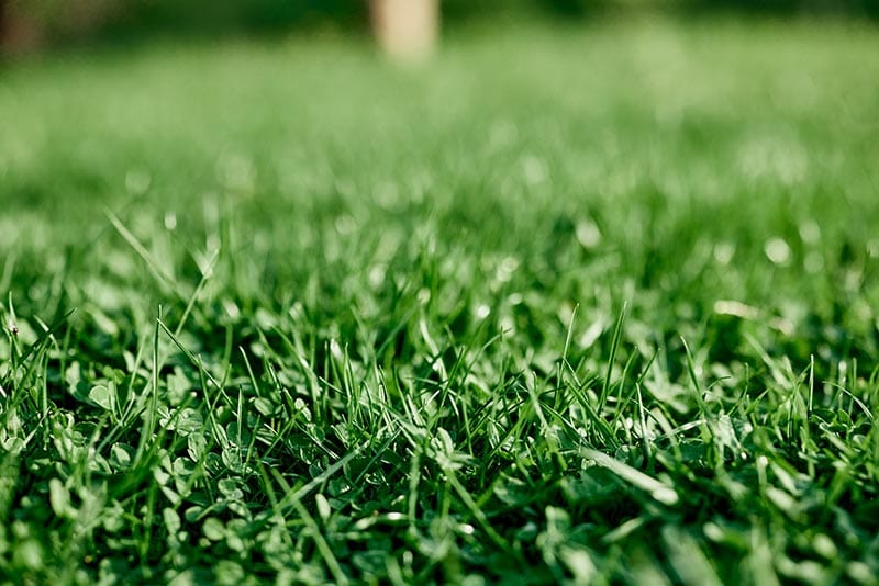 Young summer clover grass and microclover