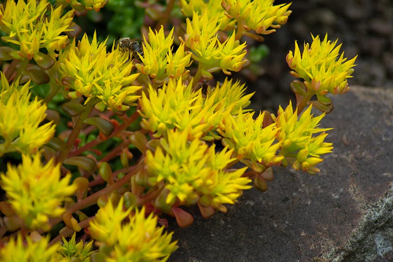 a bee on the blossms of an oregon stonecrop