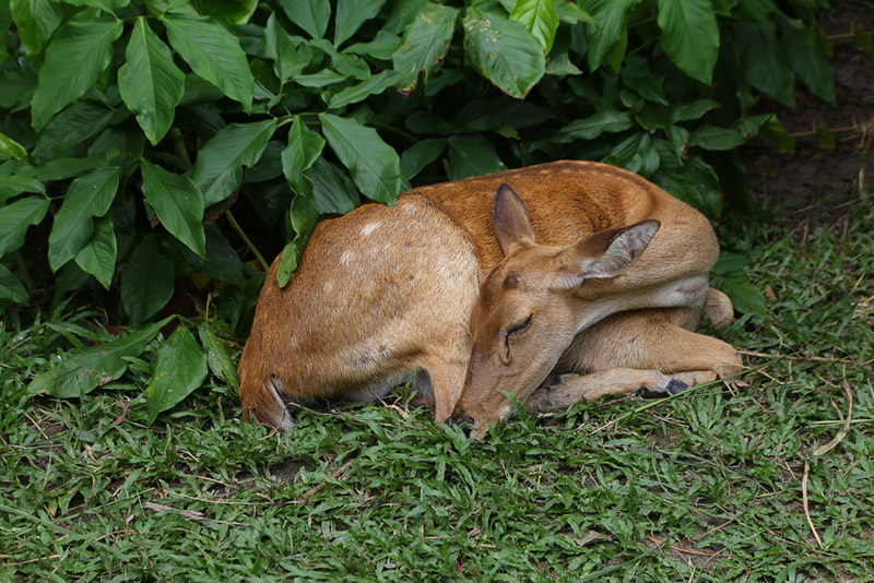 a deer sleeping in the yard