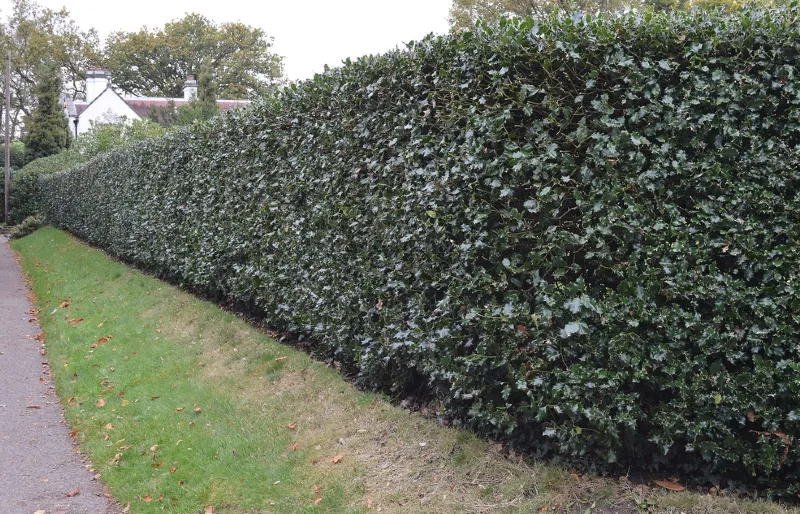 a hedge of holly or Ilex aquifolium