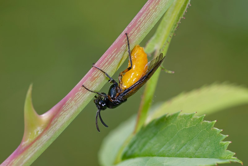 a large rose sawfly