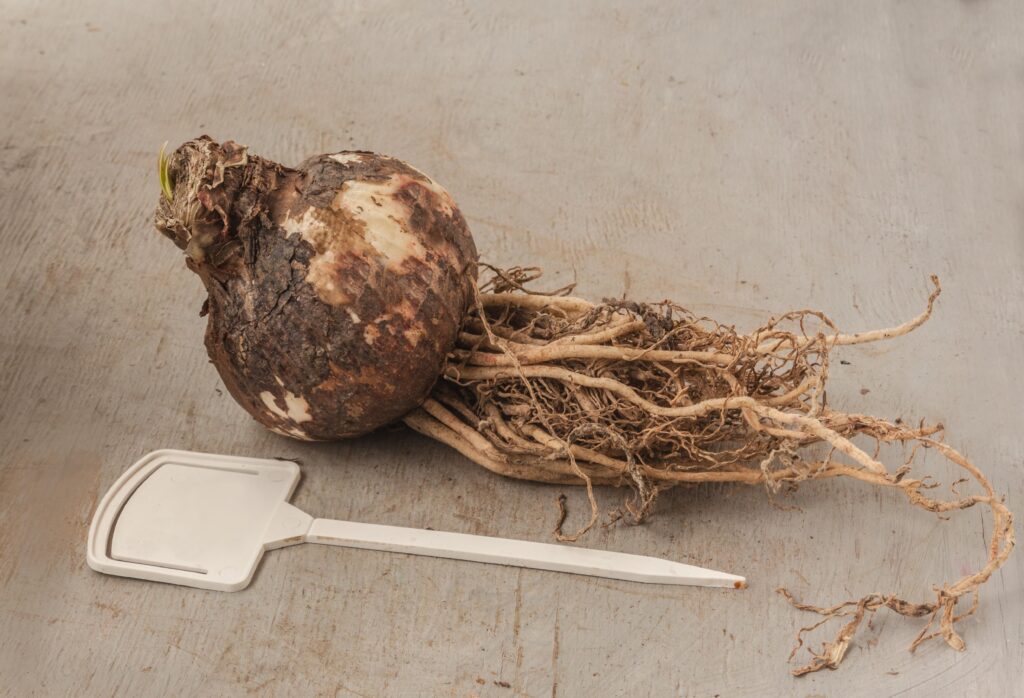 amaryllis bulb with roots