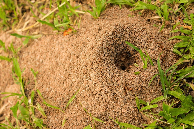 an ant hill