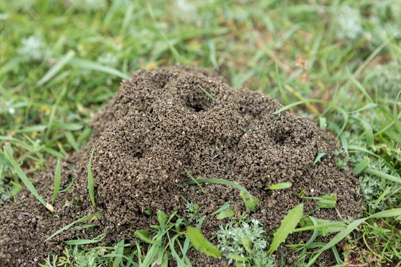ant hill in the yard