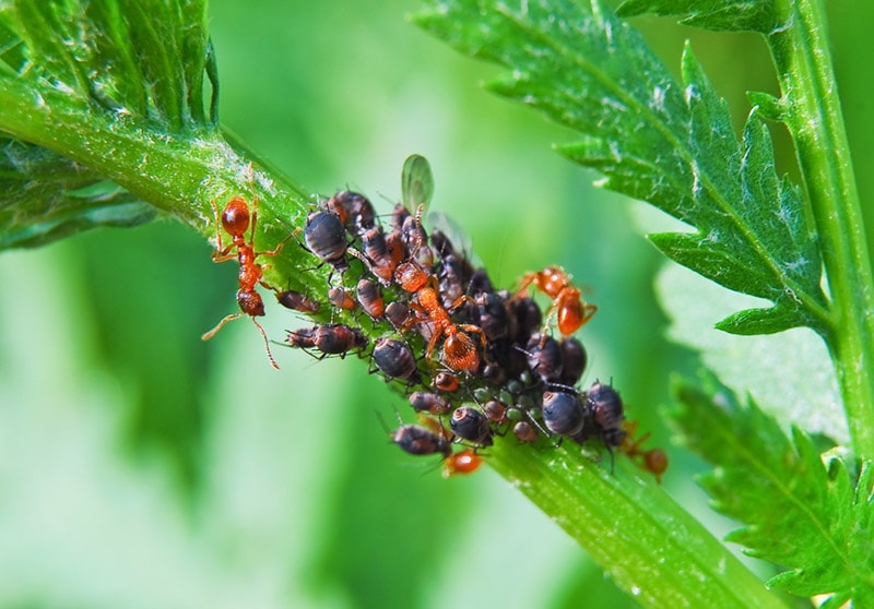 ants collecting honeydew from aphids