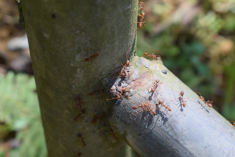 ants on broken water pipe