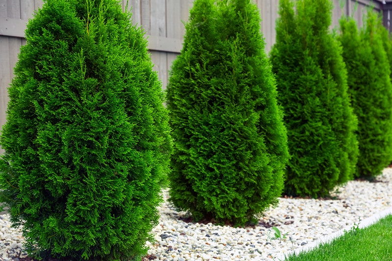 arborvitae Thujas