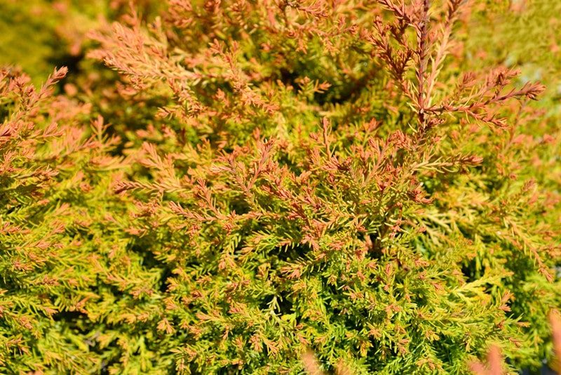 arborvitae leaves