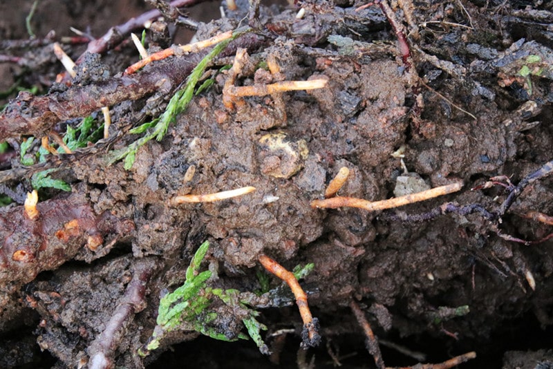 arborvitae roots