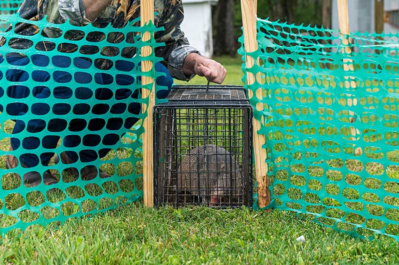 armadillo trapped in a live trap