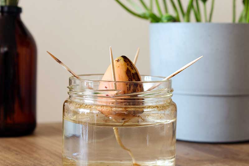 avocado seed germination