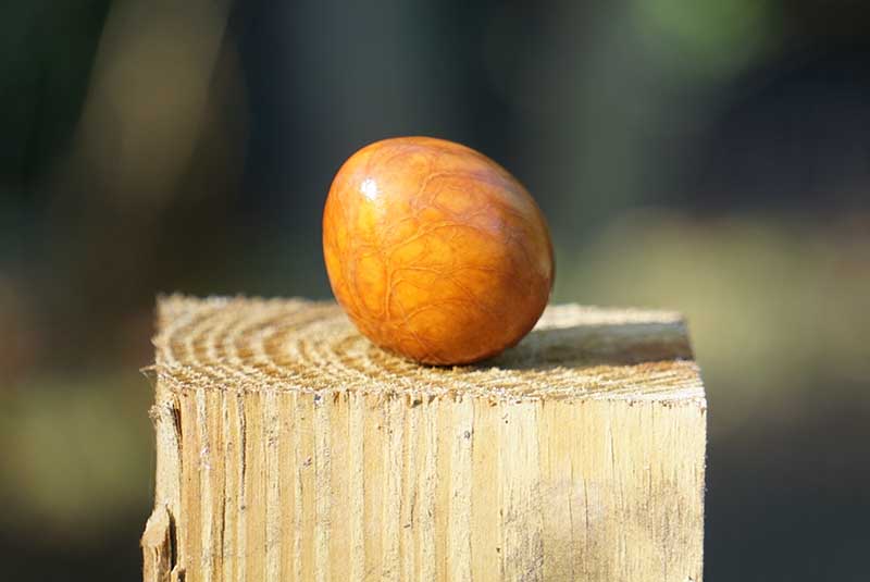 avocado seed in sunlight