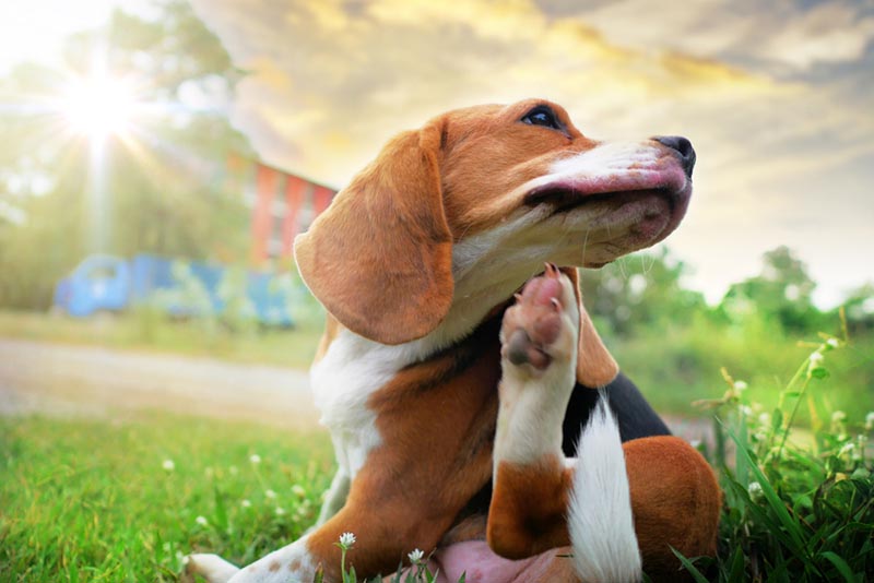 beagle dog scratching body on grass