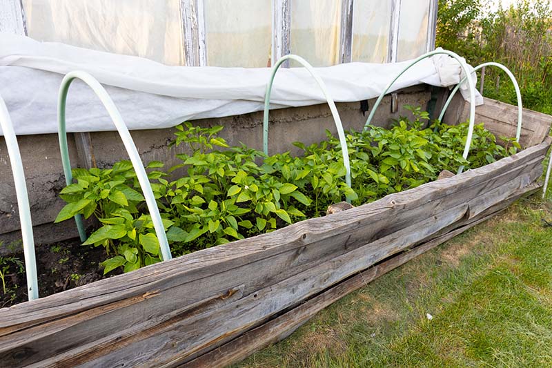 bell pepper raised in a bed garden with arcs
