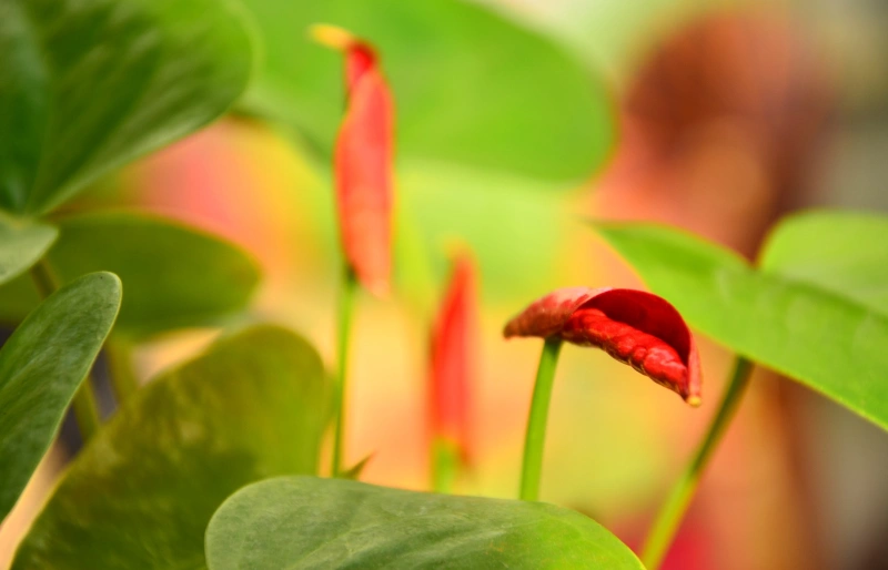 blooming anthurium flowers