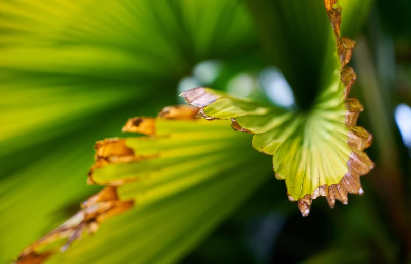 brown discolored tips of palm tree frond