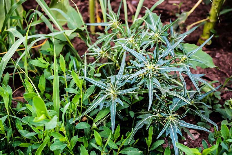 burweed plant