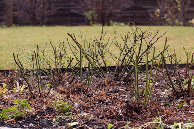 bushes of roses without leaves