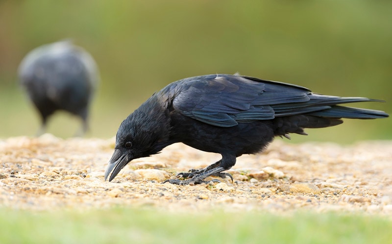 close up of a crow eating on the ground