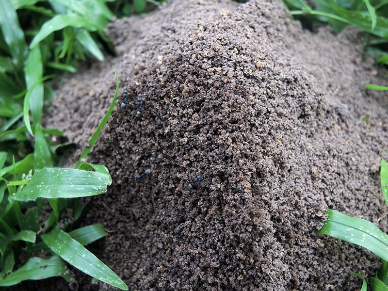 close up of an ant hill