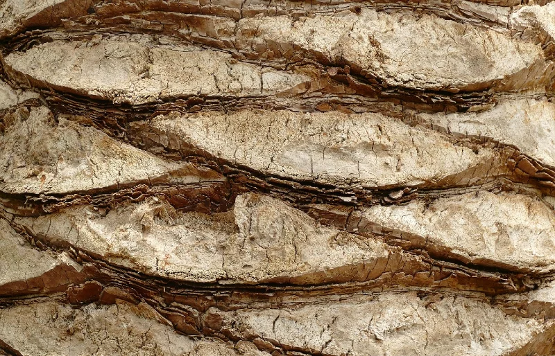 close up of palm tree trunk