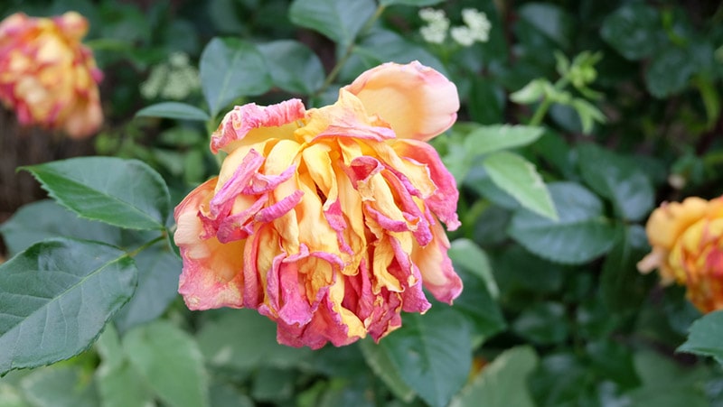closeup of a bi-color rose that begins to wilt