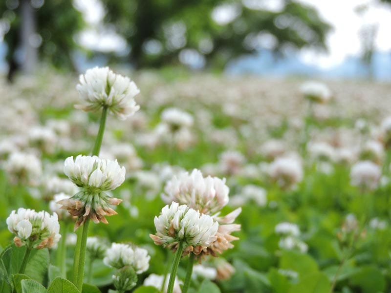 clover field