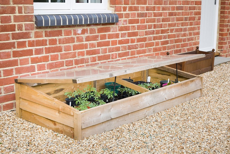 cold frame with tomato plants