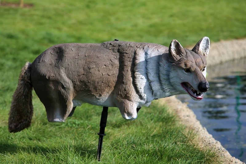 coyote decoy