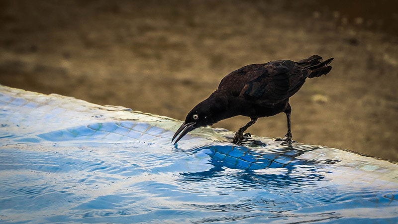 crow drinking water
