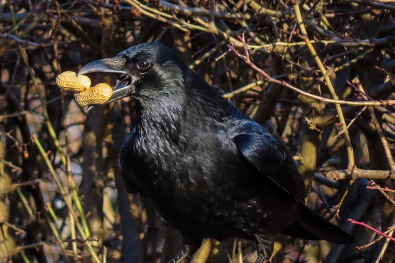 crow eating peanuts